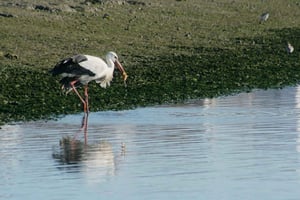 Faro: Milieuvriendelijk vogels kijken in een zonneboot op de Ria Formosa