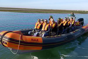 From Faro: Wildlife and Dolphin-Watching Speedboat Tour
