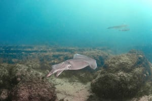 Lagos: Taucherlebnis für Anfänger