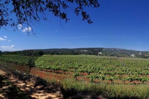 Loulé: Führung und Weinverkostung auf dem Weingut Quinta da Tôr
