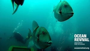 Ocean Revival Underwater Park