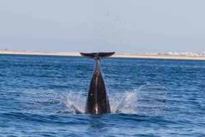 Olhão : Observation des dauphins