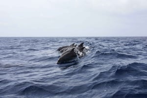 Portimão : Observation des dauphins sur la côte de l'Algarve