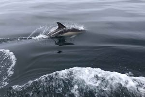 Salema : Observation des dauphins