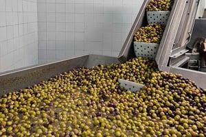 Ville de Tavira et fabrique d'olives