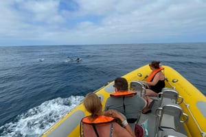 Vilamoura: Safari privato in barca per l'osservazione della fauna marina