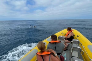 Vilamoura: Yksityinen veneellä tapahtuva merieläinten katselusafari