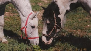 Alcosser equestrian centre