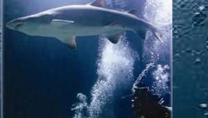 Centro de Buceo La Galera