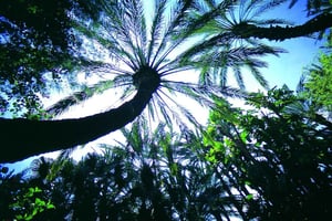 Elche: Entry Ticket Huerto del Cura National Artistic Garden