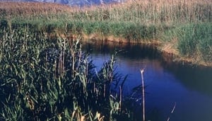 Pego-Oliva Marjal Natural Park