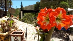 The Lavender Gardens