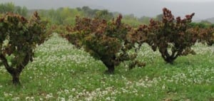 Dolina Jalonu czy Vall de Pop