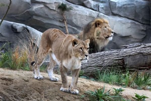 Amsterdam: Inngangsbillett til ARTIS Amsterdam Royal Zoo