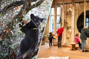 Amsterdam: ARTIS Royal Zoo and ARTIS Groote Museum Ticket