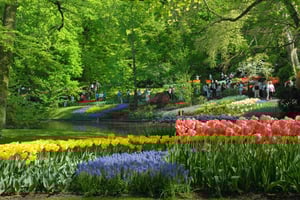 Amsterdam: Półdniowa wycieczka do Keukenhof z przewodnikiem i wstępem