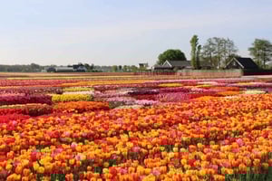 Amsterdam : Visite privée Tulipes, Keukenhof, Moulin à vent et fromage