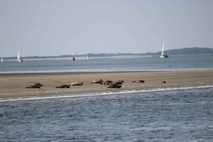 Amsterdam: Seal Safari at Waddensea UNESCO Site
