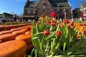 Amsterdam: Traditional Cheese Market Tour to Alkmaar