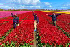 Amsterdam: Tulipanmark-dagstur med frokost og vindmølle
