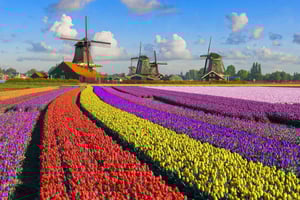 Amsterdam: Zaanse Schans, The Hague & Rotterdam Tour