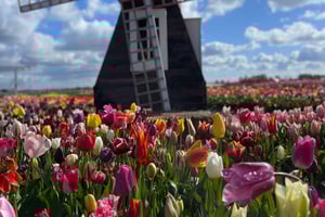 Dutch Countryside: , windmills, Villages, Cheese & Clogs