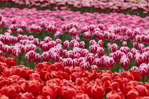 アムステルダム発：砂丘、潜水艦、風車ガイド付き1日ツアー