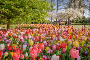 Au départ d'Amsterdam : Keukenhof et l'expérience des tulipes