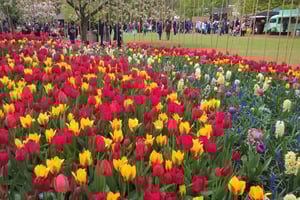 From Amsterdam: Keukenhof and Zaanse Schans Small Group Tour