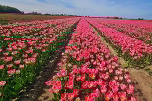 From Amsterdam: Small Group Keukenhof & City Tour Delft