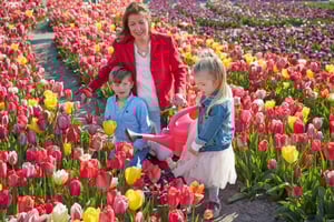 From Amsterdam: Tulip Field Experience – The Tulip Barn