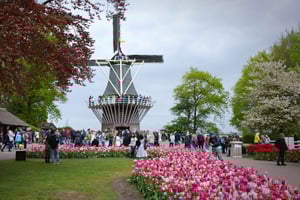 Da Amsterdam: Tour VIP dei tulipani di Keukenhof con autista privato