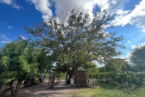 Au départ de Mendoza : 3 vignobles, visite et dégustation d'une usine d'huile d'olive