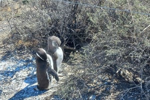 Wszystkie rejsy. Wizyta w Punta Tombo. Miliony pingwinów.