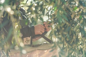 Cykeltur på Zuccardi: Olivenolie, vinsmagning og frokost