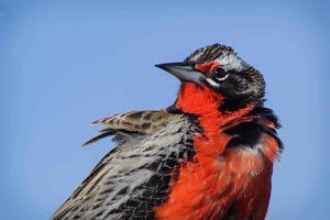 Tour per conoscere gli uccelli della Patagonia argentina a Santa Cruz