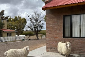 Day trip in an all-terrain vehicle: 4x4 adventure + lunch at a Patagonian ranch