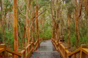 Из Барилоче: прогулка на лодке по острову Виктория и Миртовому лесу