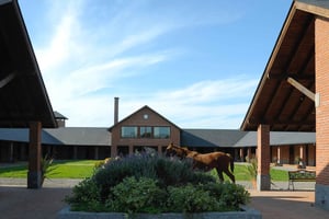 Heste, asado og natur. En dag på en fuldblodsfarm