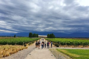 Mendoza: tour door wijnhuis Salentein, proeverij en optionele lunch