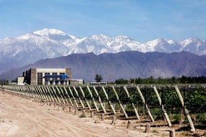 Mendoza: Halvdagstur med vin- og olivenoliesmagning