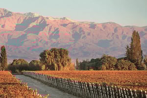 Mendoza: Omvisning, vinsmaking og lunsj på Pasaje La Reta