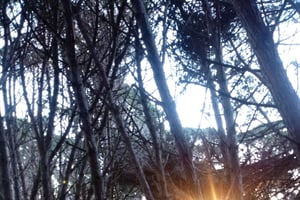 Miramar Energy Forest: ett mystiskt besök