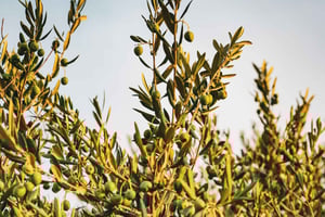 Olivenölfabrik + Weinkellereien + Asado-Mittagessen (ganzer Tag)