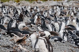 Penguin sightings from Puerto Almanza