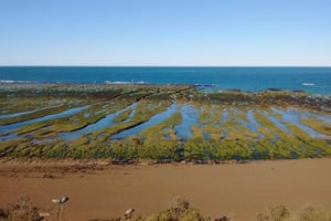 Półwysep Valdes: Wycieczka na ląd dla pasażerów rejsów wycieczkowych