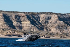Fra Puerto Madryn: Udflugt til halvøen Valdés