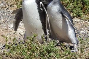 Yksityinen Punta Tombon retki risteilymatkustajille (enintään 4)