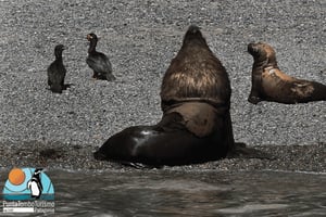 Puerto Madryn: Punta Loma & City Tour for Cruise Passengers