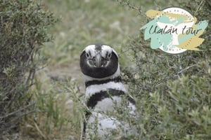 Puerto Madryn: Punta Tombo-landutflukt for cruisegjester